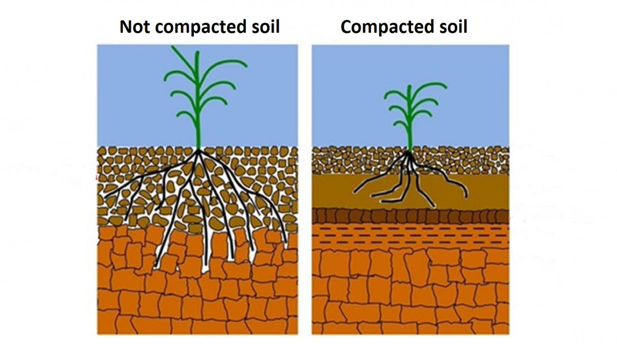 Soil compaction can significantly reduce yields and worsen other crop nutrition and protection problems such as disease and low nutritional supply because of reduced root distribution.

Read more on compaction, their impacts and remedy strategies here> bit.ly/49D35Os