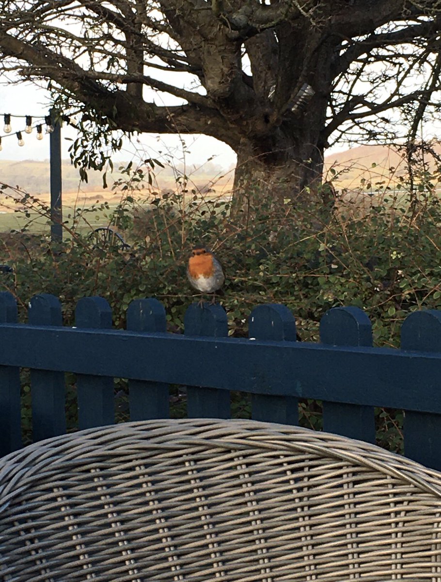 Good morning peeps. A wonderful Robin bids us good day 🥰
#treetrunktuesday