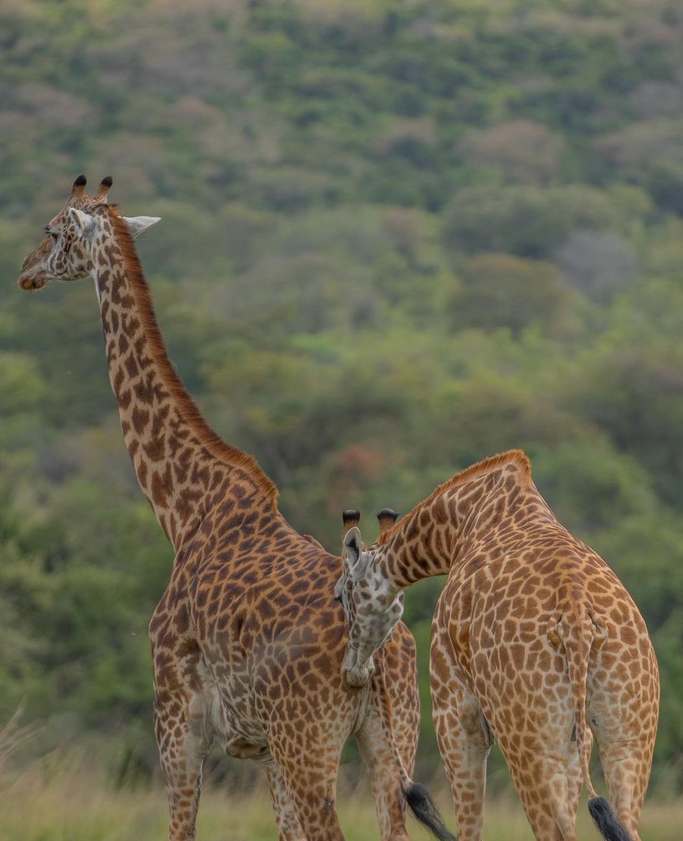 Annamurungi's tweet photo. Akagera National Park Rwanda has these and many other wildlife species you see while on game drives in the different tracks in the park. 

📸 @ManziEric_RW 

#naturephotography #gamedrives #akageranationalpark #naturephotography #visitrwanda #rwanda https://t.co/amzRBPHcGR