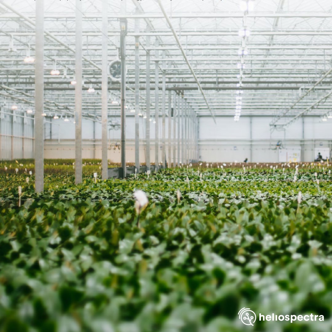 Heliospectra's tweet image. Achieve your desired crop and business outcomes by learning to control light. Read our latest eBook to learn how to choose the right wavelengths for your crops at each growth stage. Get your FREE copy 👉 hubs.li/Q028KRBM0

#cropgrowth #LEDgrowlights #lightcontrol