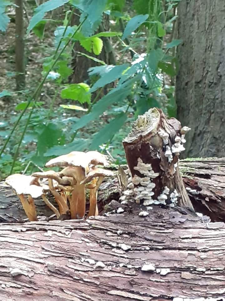 Goedemorgen  mensen
Even aandacht  voor de NATUUR