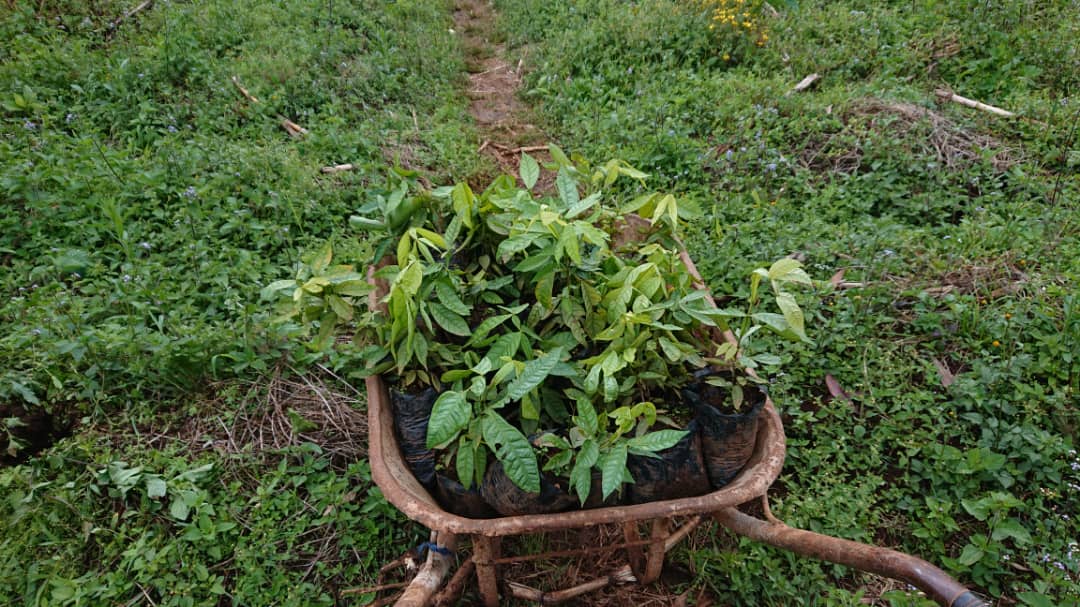 cencosdev's tweet photo. Today, 13/11/2023 we transported our  Inga seedlings to the first demonstration plot where they were planted. Our first Inga Alley cropping demonstration plot has seen the light of day.

@ForYPorg 
@yodocameroon 
@RainforestSave1 
@RainforestTrust https://t.co/HVHAVB5SrC