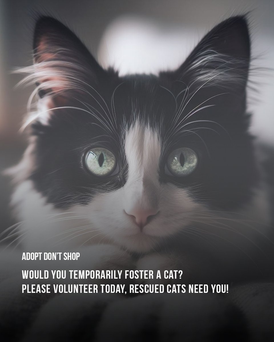 JessicaRahhal's tweet photo. If you can temporarily foster cats, please WhatsApp text 70 222 867. All their needs will be provided. Thank you for sharing and volunteering.

#adoptdontshop https://t.co/xhqwr5K08g
