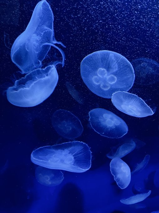 「blue theme jellyfish」 illustration images(Latest)