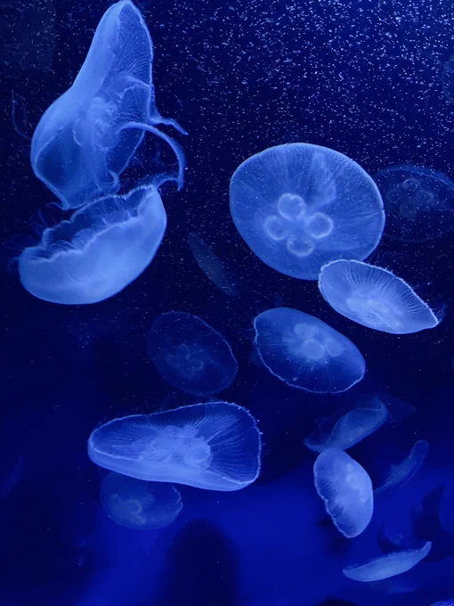 海月 