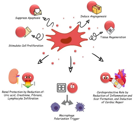 Biology_MDPI's tweet photo. #Highlight_Paper Series_Sharing
Extracellular Vesicles as Promising Carriers in Drug Delivery: Considerations from a Cell Biologist’s Perspective https://t.co/8qW32DQ0sK via @Biology_MDPI
#extracellularvesicles; #exosomes; apoptotic bodies; #microvesicles; #drugdelivery https://t.co/Nc389FOmOo