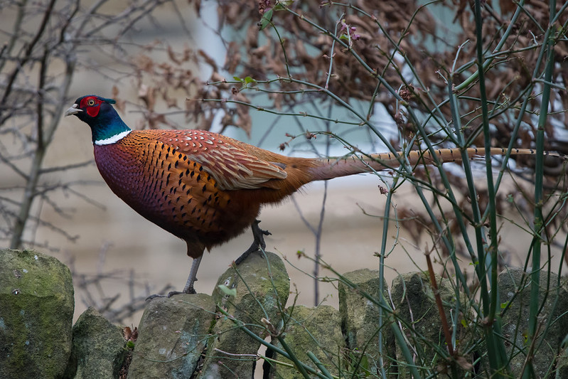 If you subscribe to our free newsletter you will be reading this morning about how @DefraGovUK went to @Gameandwildlife for information in preference to taking advice of @NaturalEngland & Defra staff on gamebird licensing. This is the subject of a Wild Justice legal challenge🧵