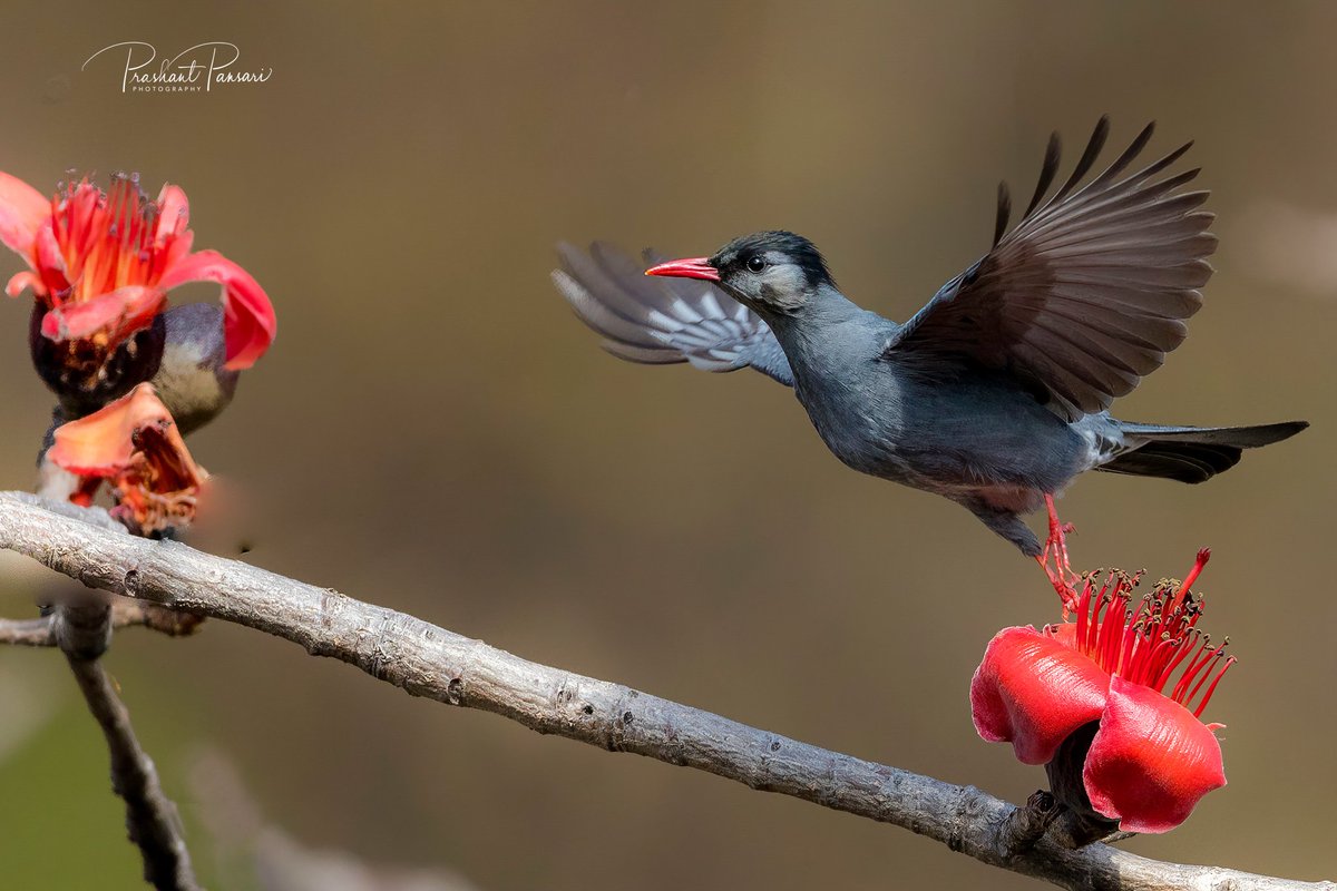 Black Bulbul
Amsaur, Kotdwara Garhwal, Uttrakhand

#pansariphotography #BirdingAdventure
#twitterNatureCommunity #IndiAves #himalayanbirds #blackBulbul #kotdwara_diaries #NaturePhotography #BBCWildlifePOTD  #BirdsOfTwitter #BirdsSeenIn2023