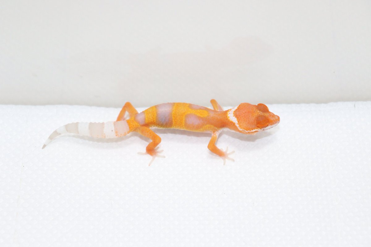 レオパードゲッコー赤ん坊
super tangerine bell baby

#レオパードゲッコー
#トカゲ
#ヒョウモントカゲモドキ