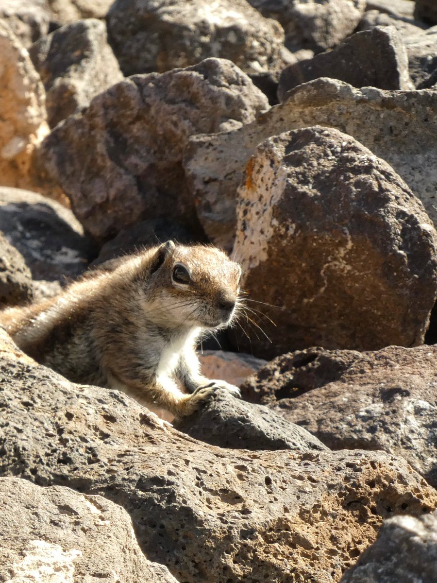 PrintCandySue's tweet photo. @xobreex3 Ground squirrel on the rocks in Fuertaventura
#sqirrel #rocks #NaturePhotography https://t.co/pJIcoBaYUt