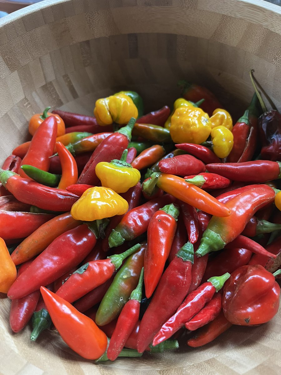 Secondo step di raccolta ( forse anche l’ultimo) con un bel po di varietà 🌶️🤟🏻🌶️🤟🏻#monarcalambrate #lambraterulez #inimitabilmentelambratesi #