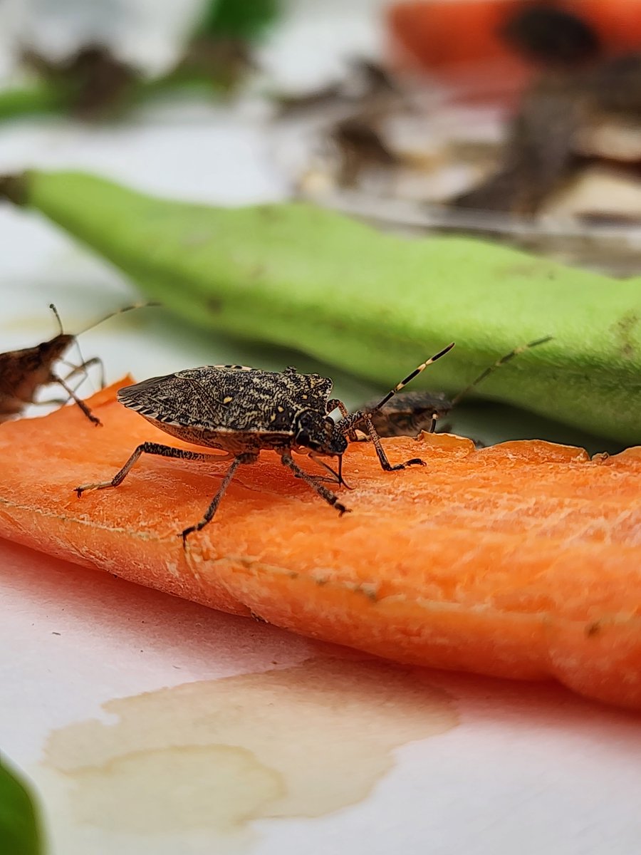 H. halys feeding on different plants. 
The bugs can pierce some bark of trees and shells of fruits and can get nutrients from fruit, sap, or phloem. Egg parasitoid T.  japonicus is reared and released to manage the pest population by @blackseabiolab
#stinkbugs #biologicalcontrol