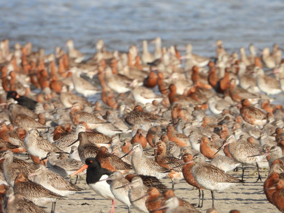 Het IKW-WF project Waakvogels, van @NIOZ, @UvA, <a href="/Sovon/">Sovon Vogelonderzoek Nederland</a>, @It Fryske Gea en de @RUG, zet in op het beter begrijpen en vergroten van de kennis van de werking van herstelmaatregelen en ingrepen in het Waddengebied op de vogelpopulatie. Lees meer via: buff.ly/3S0JdOU