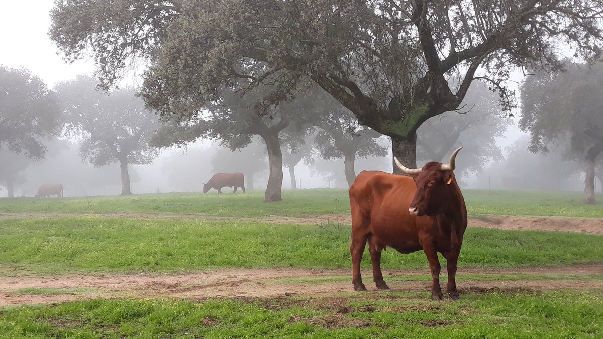 DeBoniElias's tweet photo. Buenos días. Esto es #Dehesa de #Extremadura Ganado #Retinto y niebla de la mañana. https://t.co/yRyuDH1MC0