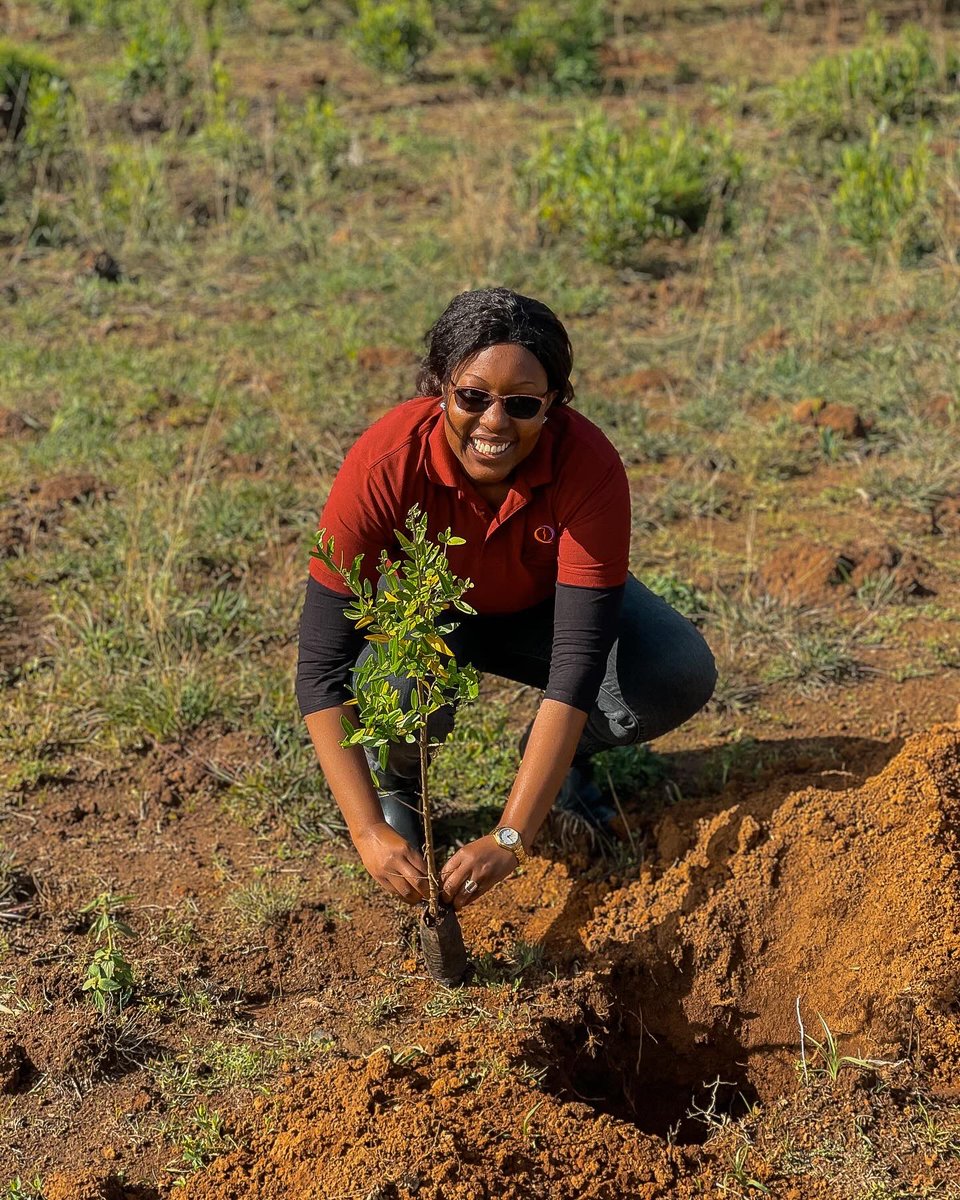 JudithMbogo's tweet photo. I contributed to the #jazamiti obligation together with the @EnergyMinK and its parastatals at Ontulili Forest in Meru County, during the National Tree Planting day. 

By being part of this cause, I hope to inspire others to join and help conserve and safeguard our Mother Nature. https://t.co/7dl9uvL5eW
