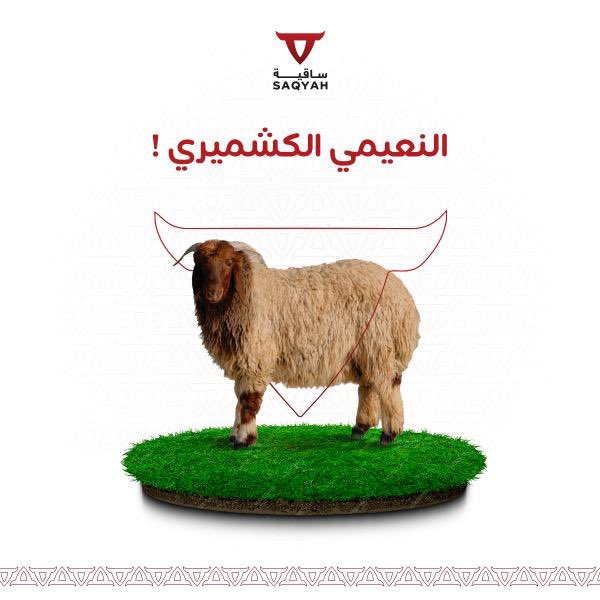 saqyah_sa's tweet photo. نوفر لكم النعيمي الكشميري 
المعروف بنكهته المميزة ! وطراوته .. 🥩

اطلب الان من خلال الرابط في البايو 👏
#لحوم_ساقية https://t.co/vJQfgCjdCx