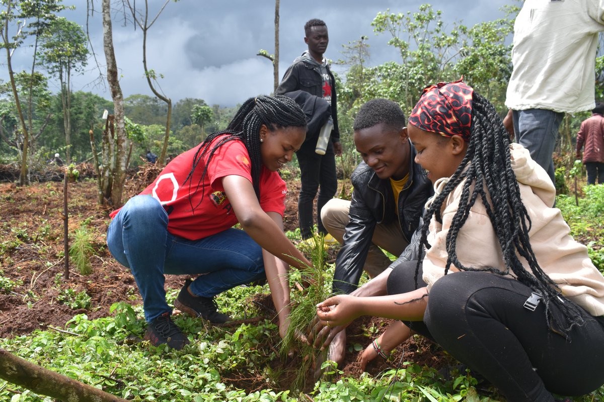KaratinaUniv's tweet photo. Yesterday@Ragatiforest Students, staff and members of the community taking part in the Tree Planting exercise. Nyeri Senator Wahome Wamatinga  joined the Green University In the exercise where we planted 12000 trees.
#JazaMiti #thegreenentrepreneurialuniversity
#TreePlantingDay https://t.co/k402jcs58K