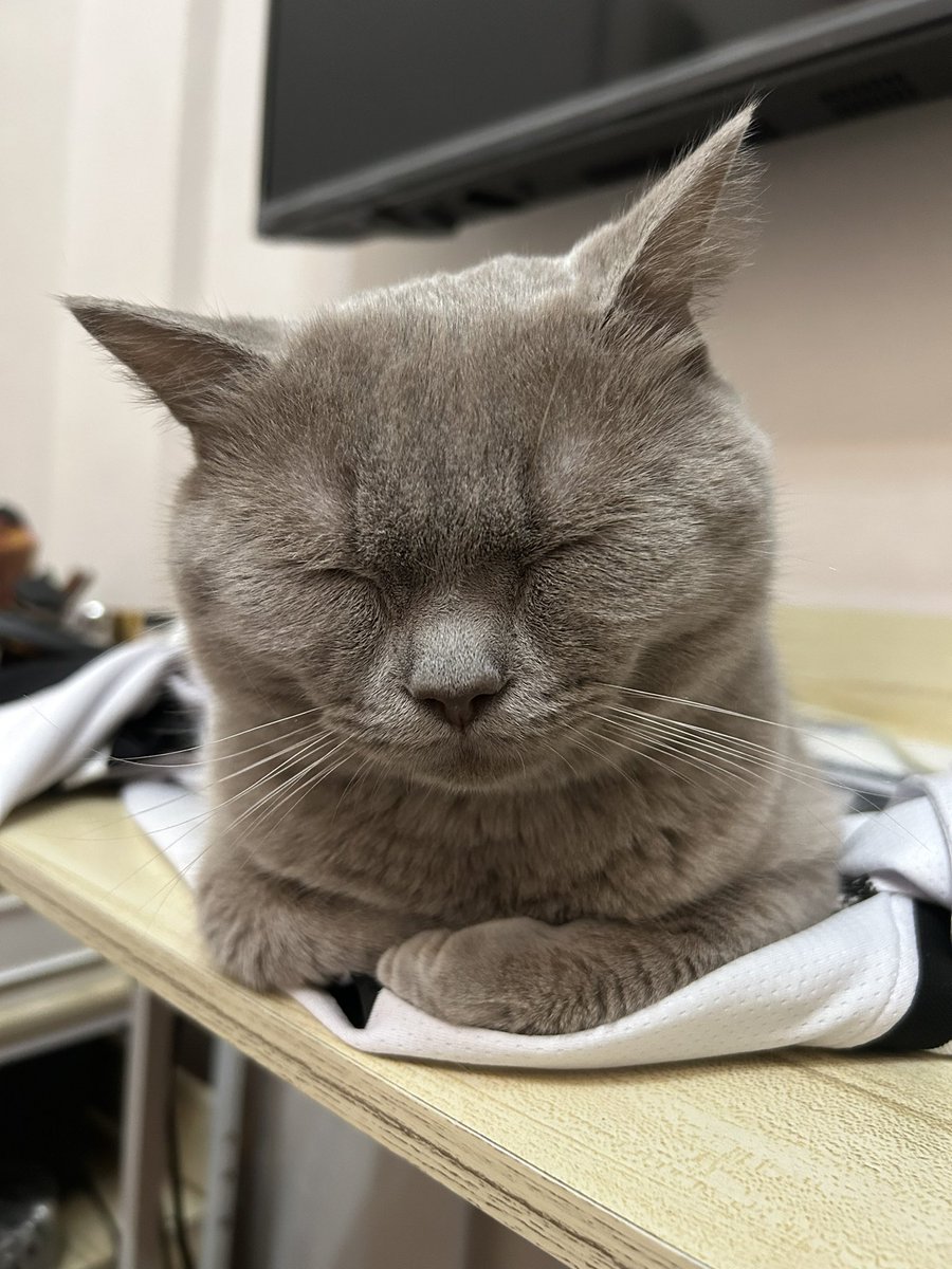 life update: im a furmom now
