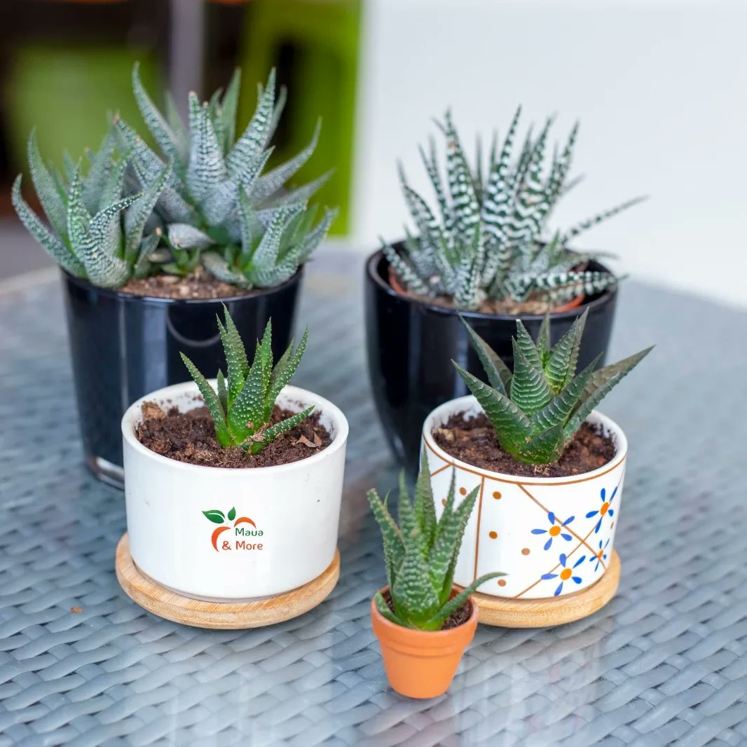 MauaAndMore's tweet image. Explore the diverse range of Haworthia varieties available at Maua &amp;amp; More. Each type has unique characteristics, colors, and patterns, making them intriguing additions to a plant collection.

#haworthia #easyplants #Christmas #MauaAndMore #freetips #plantcaretips #plantstagram