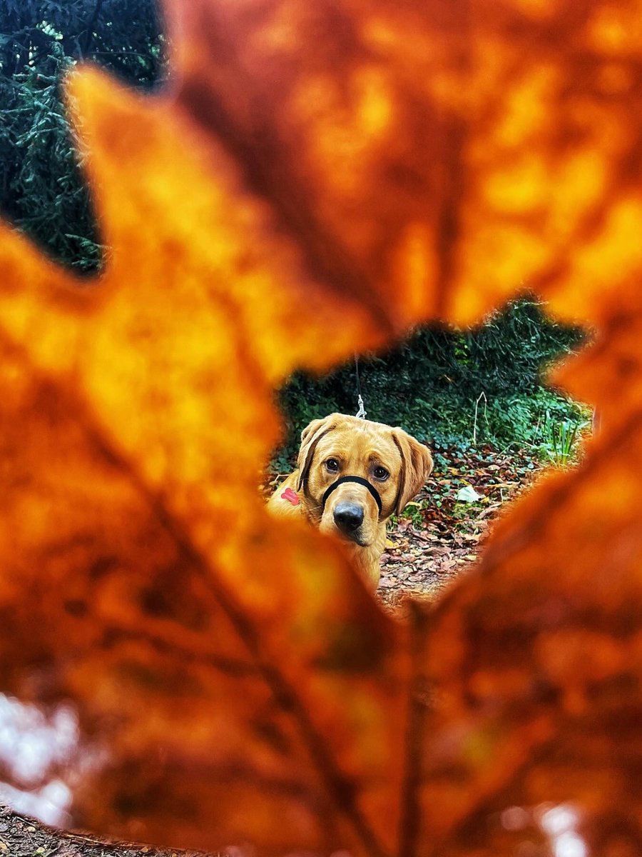 Pull on your boots, grab the lead, and head out on an autumn adventure with your dog. 

Together with our partners <a href="/Forthglade/">Forthglade Natural Pet Food</a>, and our handy pawprint rating system, you'll find a dog walk everyone will enjoy: brnw.ch/21wEpZ1

Photo: the_travelling_photos (via Instagram)
