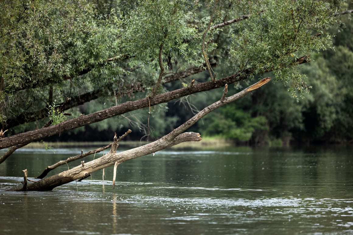 Coca-Cola EU Dialogue (@cocacola_eu) on Twitter photo 💧Water is essential to life, communities, and our business. Since 2014, Coca-Cola has partnered with <a href="/WWFCEE/">WWF Central and Eastern Europe</a> to restore rivers and wetlands across the Danube basin. Today, biodiversity loss is reversed, thanks to strategic, collective efforts. Join us in scaling up solutions for 💧Water is essential to life, communities, and our business. Since 2014, Coca-Cola has partnered with <a href="/WWFCEE/">WWF Central and Eastern Europe</a> to restore rivers and wetlands across the Danube basin. Today, biodiversity loss is reversed, thanks to strategic, collective efforts. Join us in scaling up solutions for
