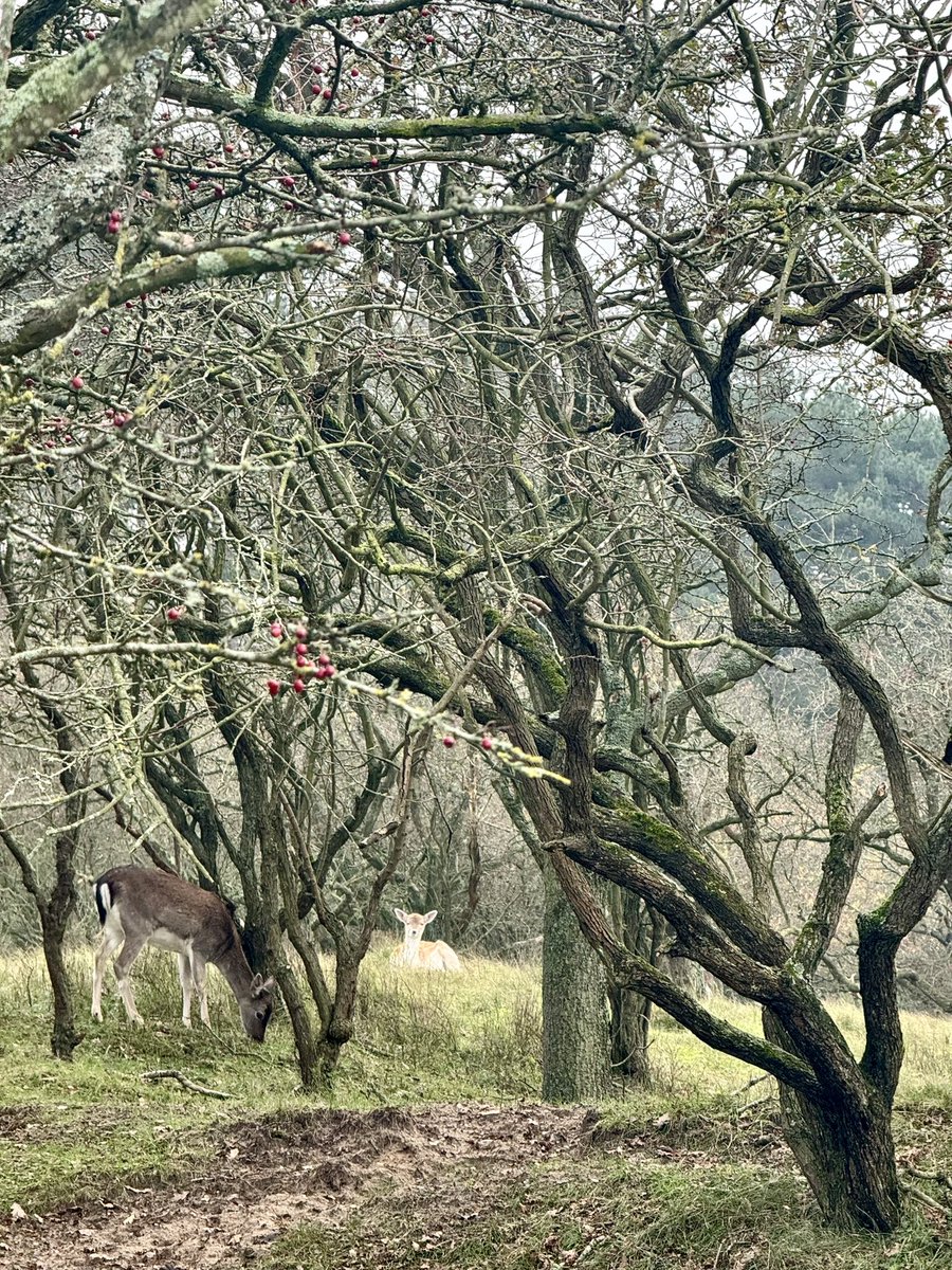 Happy #thicktrunktuesday from the Amsterdamse Waterleidingduinen #tree #trees #bambi