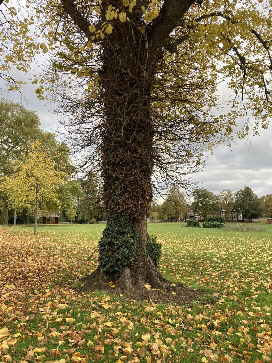Good morning with another urban tree from the local park adorned with autumnal leaves for #ThickTrunkTuesday Have a fun day! 
#trees #parks #urbantrees #nature #autumnleaves #tuesdaymotivation