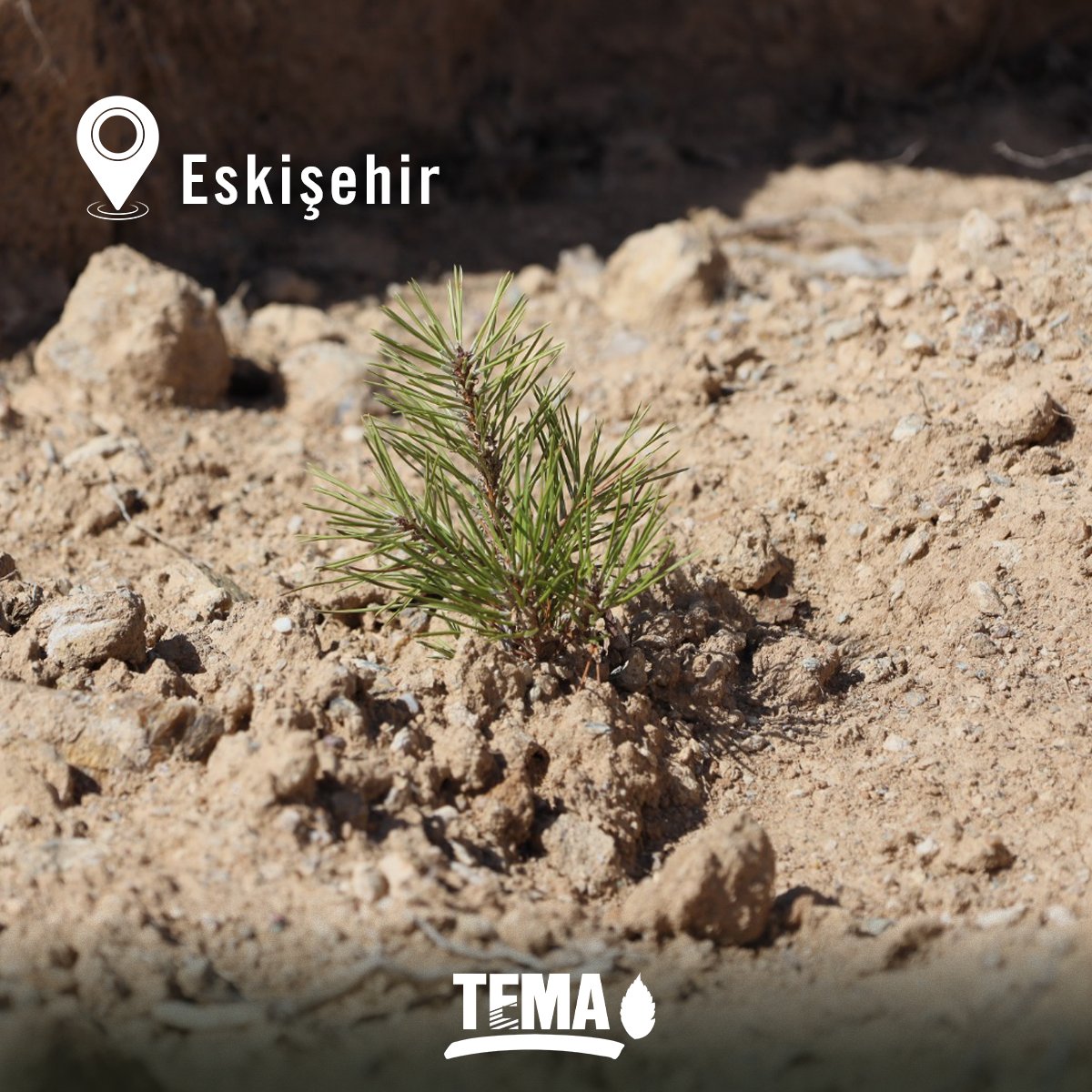 temavakfi's tweet photo. Umutlar Yeşeriyor 🌳

🌿 2022 yılında Eskişehir’de değerli bağışçılarımızın katkılarıyla, Eskişehir Orman Bölge Müdürlüğü ve Mihalıççık Orman İşletme Müdürlüğü iş birliğinde, yaklaşık 20 hektar alanda; sedir, karaçam ve kızılçamdan oluşan 32.000 fidanı toprakla buluşturmuştuk.

🌿 Çukurören Köyü’nde oluşturulan Hatıra Ormanı’nda gerçekleştirdiğimiz sonbahar kontrollerinde, fidanların sağlıklı bir şekilde büyümeye devam ettiğini gördük.

🙏🏻 Tüm bağışçılarımıza, Orman Genel Müdürlüğü çalışanlarına ve emeği geçen herkese teşekkür ediyoruz.

📷 Çukurören-2 Hatıra Ormanı

#UmutYeşertiyoruz