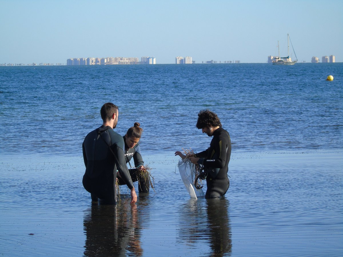 CETENMA's tweet photo. 🌿🦩 #LIFETRANSFER | Nos acercamos a Los Urrutias para continuar con los trasplantes de Cymodocea nodosa realizados por investigadores de la @UMU
Con ello, se espera recuperar las praderas marinas del #MarMenor como parte del proyecto LIFETRANSFER
🔗https://t.co/c7kwkDHAOc https://t.co/zxXslOTwEb