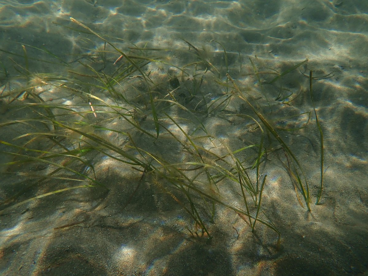CETENMA's tweet photo. 🌿🦩 #LIFETRANSFER | Nos acercamos a Los Urrutias para continuar con los trasplantes de Cymodocea nodosa realizados por investigadores de la @UMU
Con ello, se espera recuperar las praderas marinas del #MarMenor como parte del proyecto LIFETRANSFER
🔗https://t.co/c7kwkDHAOc https://t.co/zxXslOTwEb