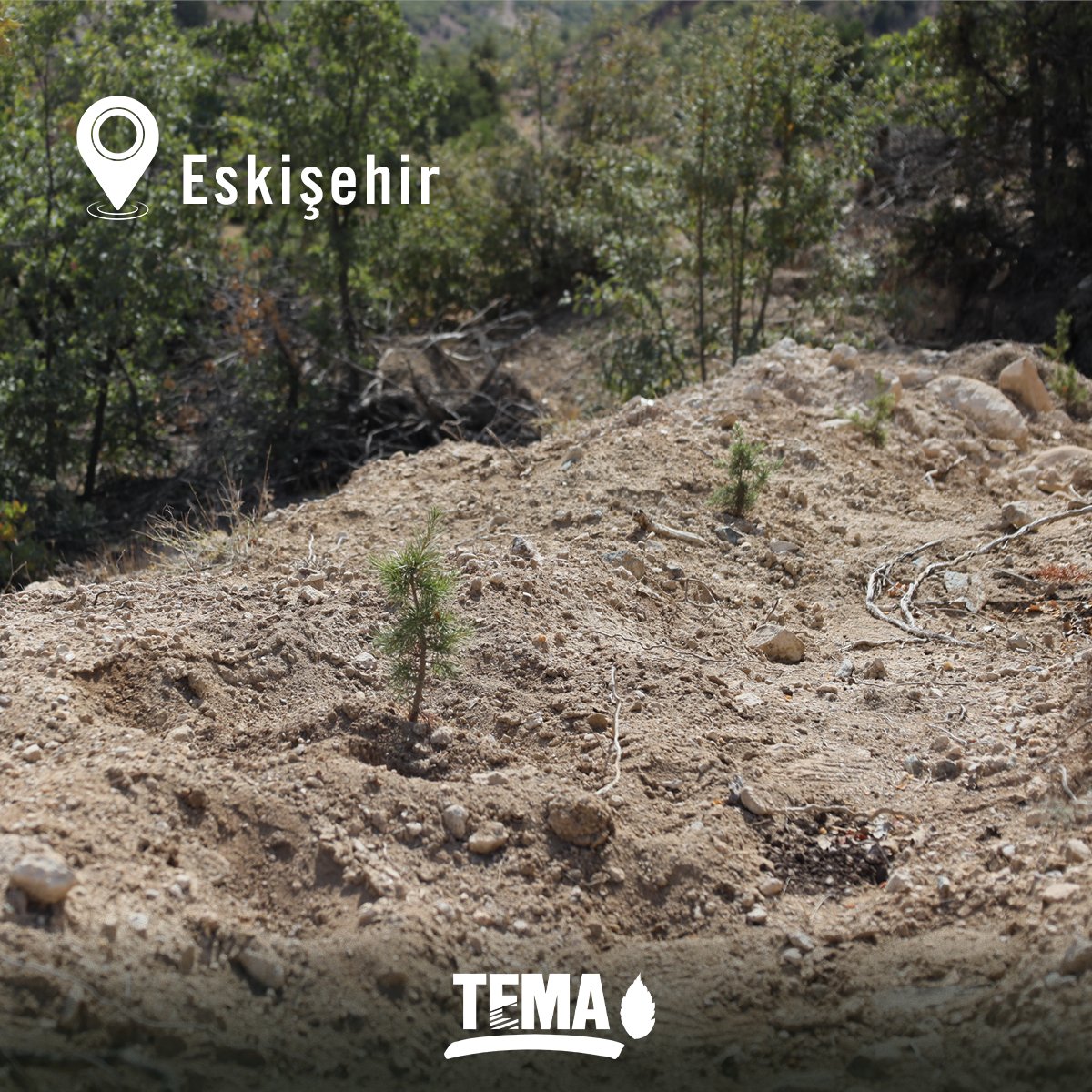 Umutlar Yeşeriyor 🌳

🌿 2022 yılında Eskişehir’de değerli bağışçılarımızın katkılarıyla, Eskişehir Orman Bölge Müdürlüğü ve Mihalıççık Orman İşletme Müdürlüğü iş birliğinde, yaklaşık 20 hektar alanda; sedir, karaçam ve kızılçamdan oluşan 32.000 fidanı toprakla buluşturmuştuk.