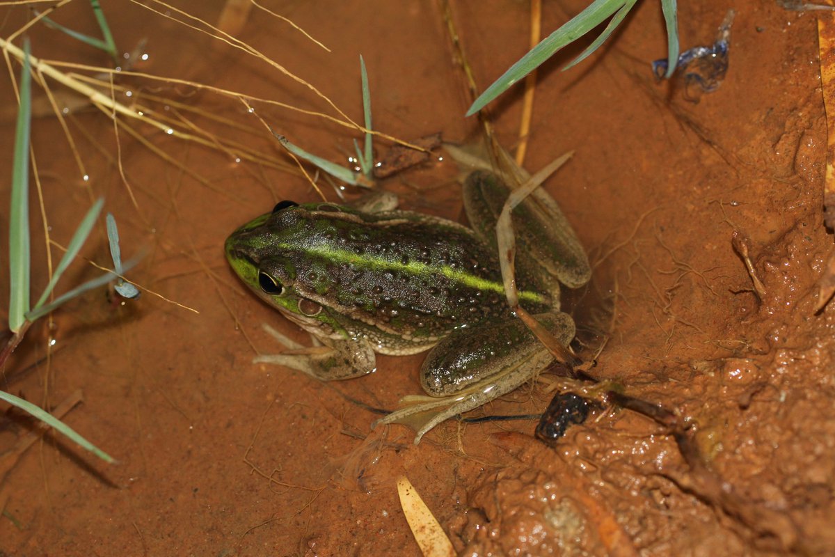 A couple of Southern Bell Frog (Litoria raniformis) from last night. 
#wildoz #frogs #growlinggrassfrog #growlers #threatenedspecies #endangered #savingourspecies #nswriverineplain