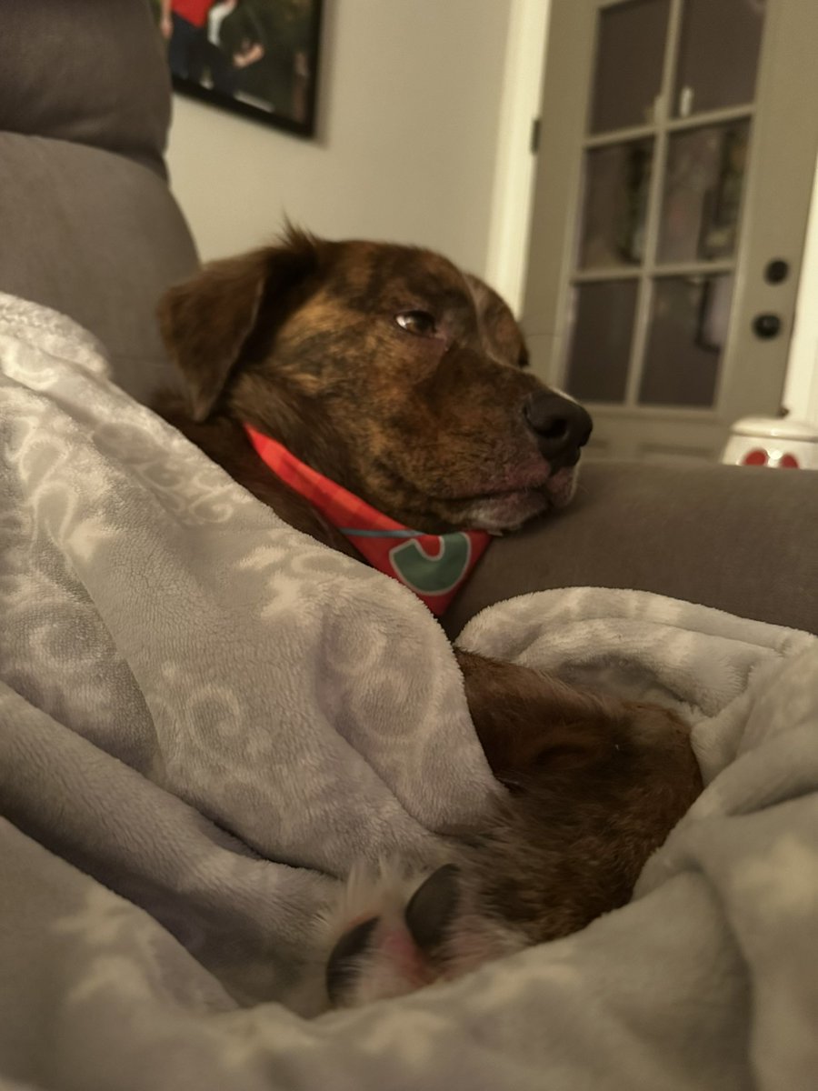 Dr. Danielle Deavours tweet media