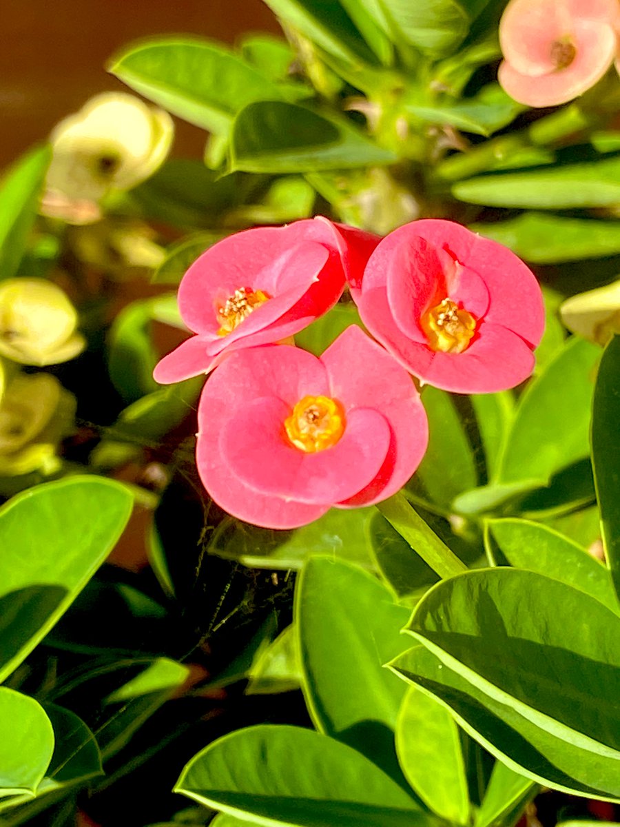 JBerrySu's tweet image. ความดอกไม้ที่บ้าน 🏡🌺🌸🌼🪷

14 พย.66