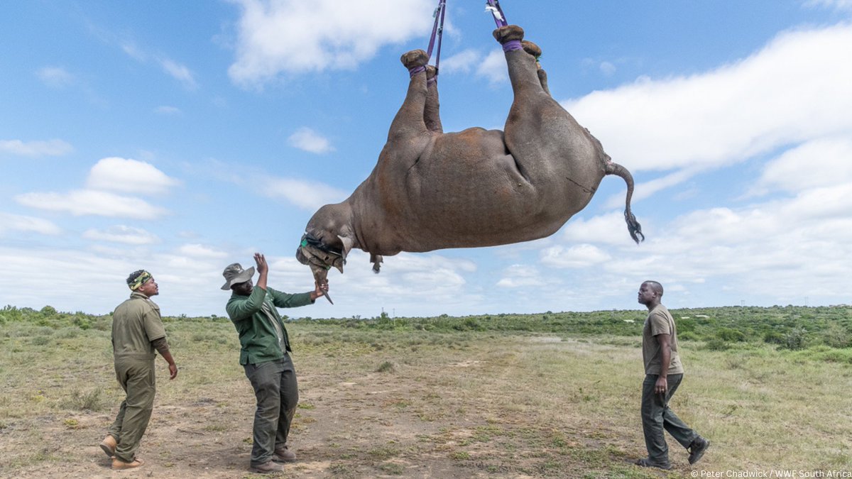 WWF South Africa tweet media