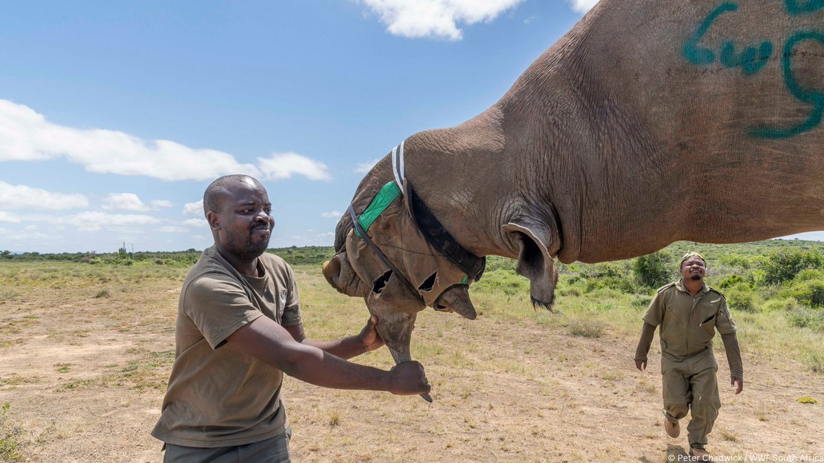 WWF South Africa tweet media