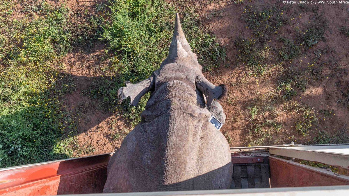 WWF South Africa (@wwfsouthafrica) on Twitter photo 📢Exciting news! WWF’s Black Rhino Range Expansion Project has just completed the successful translocation of its 250th rhino. 🦏🎉 Read more about this milestone here: tinyurl.com/zpevzfbx
<a href="/wildlifeact/">WildlifeACT</a> <a href="/EC_Tourism/">Eastern Cape Tourism</a> <a href="/EZEMVELOKZNWild/">EZEMVELO KZNWildlife</a> <a href="/SANParks/">SANParks</a> <a href="/wwfnederland/">Wereld Natuur Fonds</a> <a href="/WildImagery/">Peter Chadwick</a> 📢Exciting news! WWF’s Black Rhino Range Expansion Project has just completed the successful translocation of its 250th rhino. 🦏🎉 Read more about this milestone here: tinyurl.com/zpevzfbx
<a href="/wildlifeact/">WildlifeACT</a> <a href="/EC_Tourism/">Eastern Cape Tourism</a> <a href="/EZEMVELOKZNWild/">EZEMVELO KZNWildlife</a> <a href="/SANParks/">SANParks</a> <a href="/wwfnederland/">Wereld Natuur Fonds</a> <a href="/WildImagery/">Peter Chadwick</a>