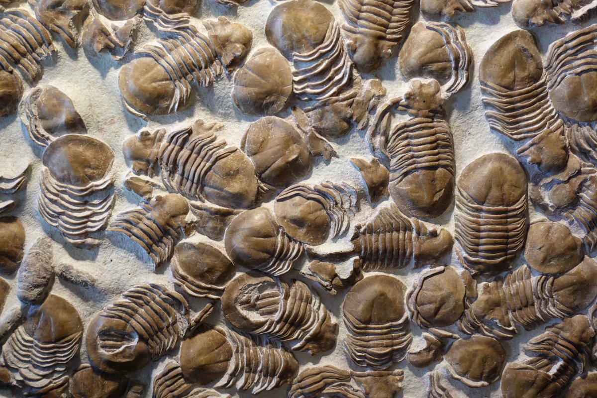 divekenyon's tweet image. From bones, shells, and exoskeletons to stone imprints of creatures and microbes, fossils come in many forms. It’s like Earth’s photo album! #FossilFacts