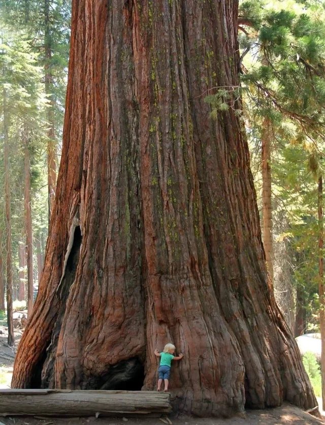 Beauty is in the eye of the treeholder 🌲