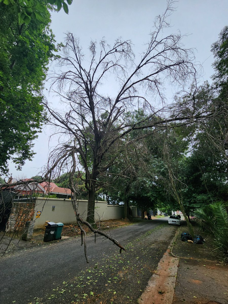 TreeWorks 0118848088 tweet media