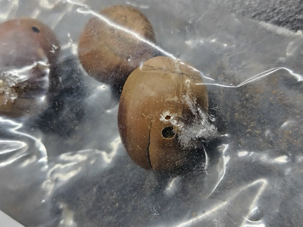 raptorial_owlet's tweet photo. 冷静に考えて、クヌギのドングリに孔をあけられるような存在がですね、たかだかジップロックの薄いポリエチレンの層を突破できないわけがないのです。

どこ行った。 https://t.co/pV3aCrhgan