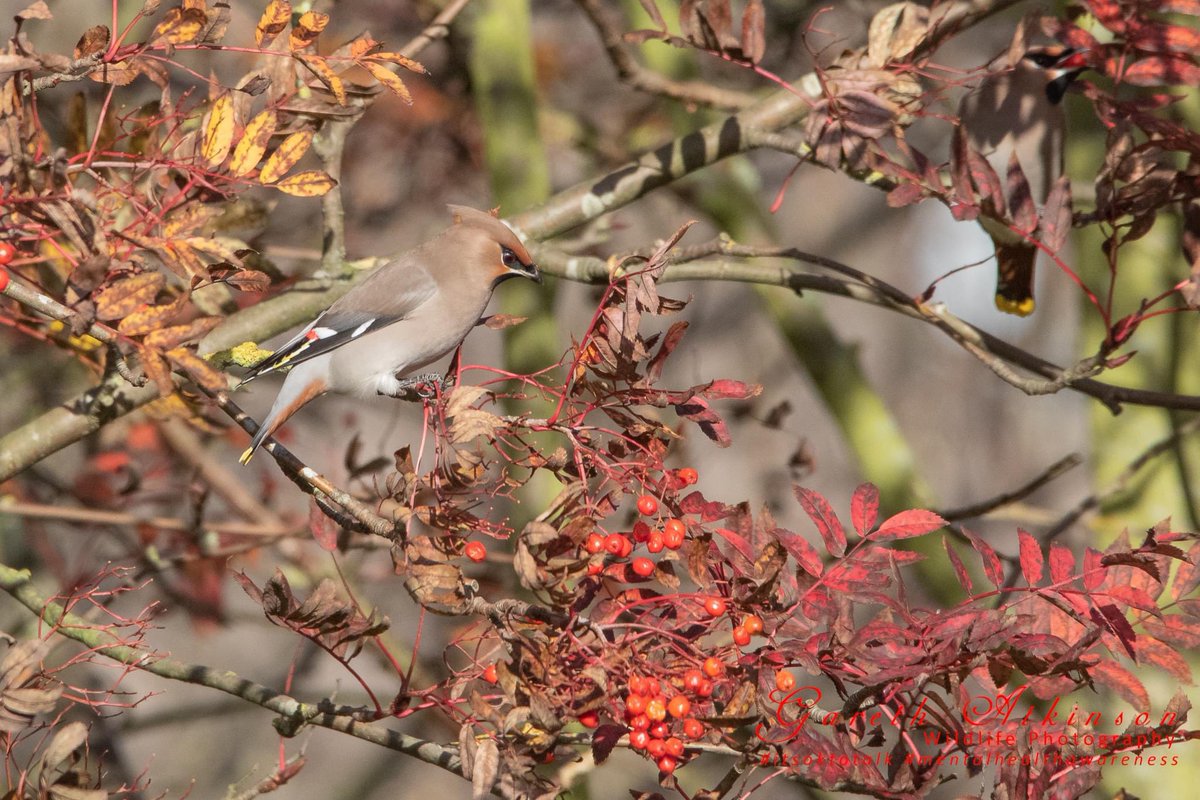 G_AtkinsonPhoto's tweet photo. Managed to catch up with these little Punk Rockers last week
Wonderful birds
Waxwings on North Tyneside
@nybirdnews @DurhamBirdClub @NTBirdClub #waxwings #waxwing https://t.co/CkmbSicMn9