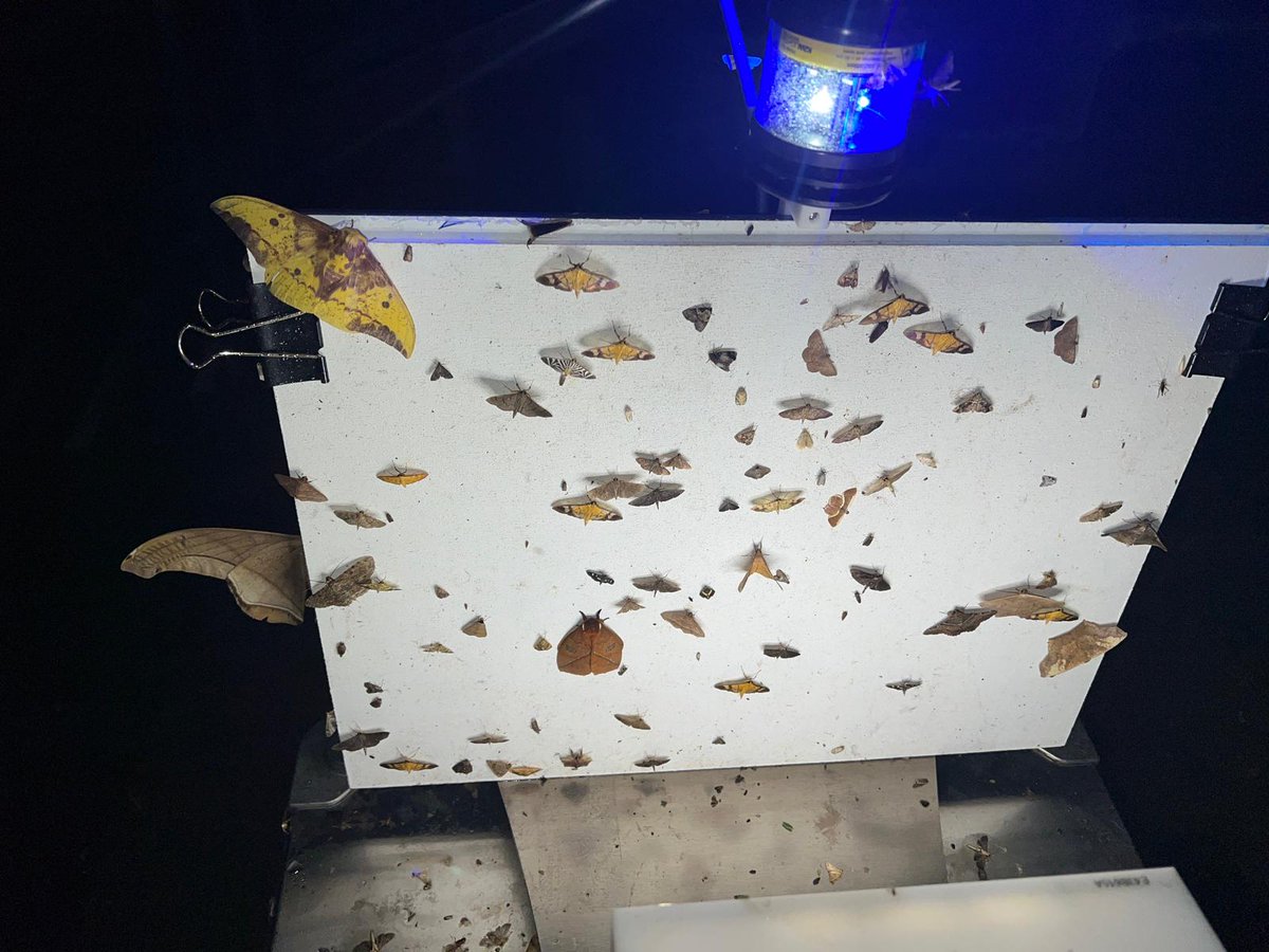 david_rolnick's tweet photo. The AMI camera trap in action! Top right is an imperial moth (Eacles sp.) which is about as large as my hand.
The moths are constantly moving and there are a hundred others circling around and recirculating, so each minute the picture is different.
#AutomatedMonitoringOfInsects https://t.co/fubgn9A5ma