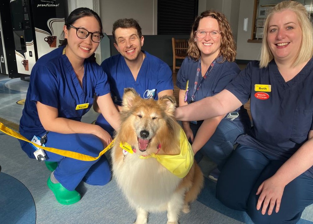 Meet Amber the Therapy Dog!! Creating smiles with the Maternity teams 💙💙🐶🐶 @GEHNHSnews @TherapyDogsUK #loveourvolunteers #volunteering  #BringingSmiles #HealingPaws #HospitalTherapyPets #SpreadingJoy #PawsitiveImpact #therapydogsnationwide