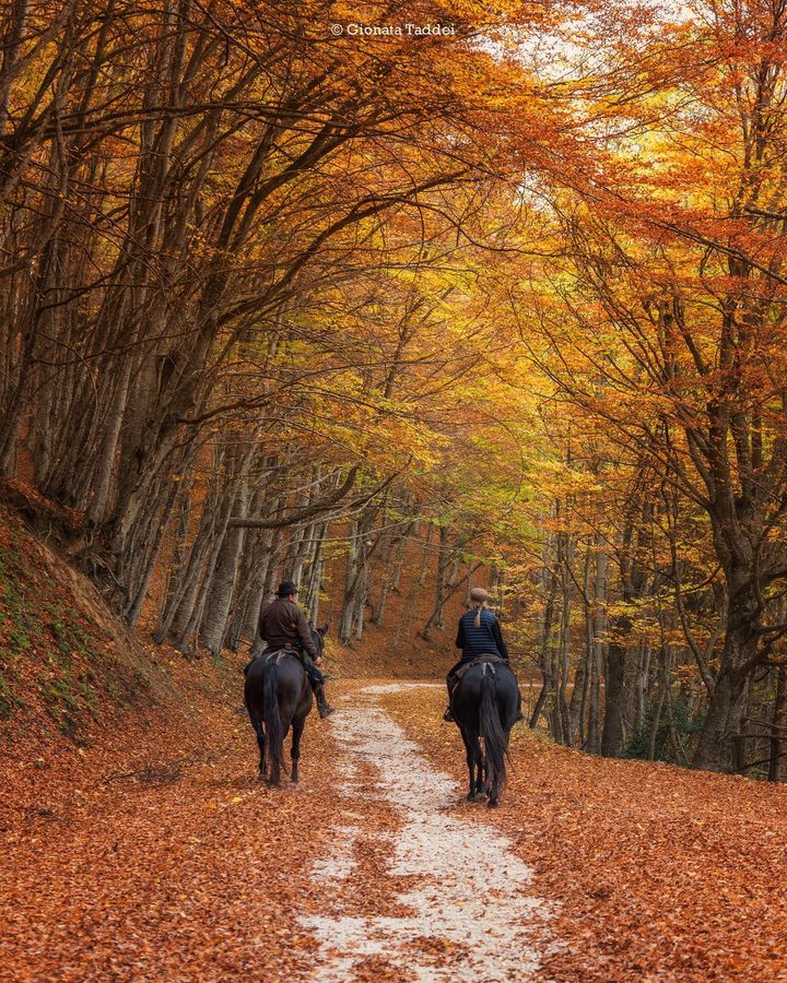 C'è qualcosa di più romantico di una passeggiata a cavallo? 🐎
Sì, una passeggiata a cavallo in uno dei boschi più suggestivi del Parco Nazionale del Gran Sasso e Monti della Laga, nel comune di Rocca Santa Maria (Te).  
#Abruzzo #wildAbruzzo #smartAbruzzo
📸| IG di giona_tad