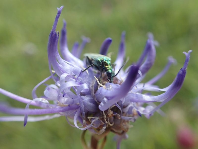 Read an update from Conservation Officer Laura Brook on two nationally significant developments: Rampion 2 Windfarm and a second runway at Gatwick Airport. sussexwildlifetrust.org.uk/news/significa…