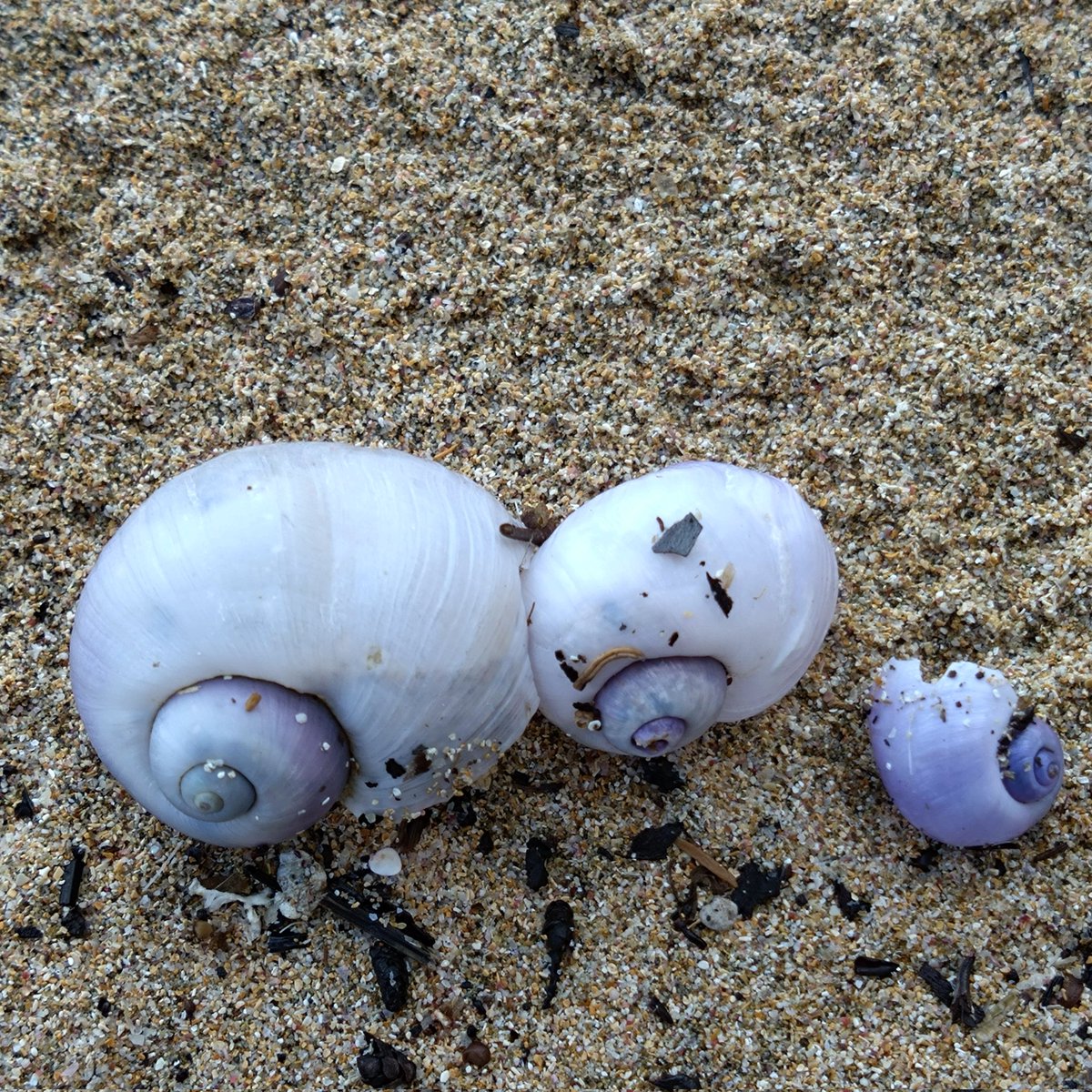 ルリガイ速報 rurigaisokuhou Twitter Profile Sotwe