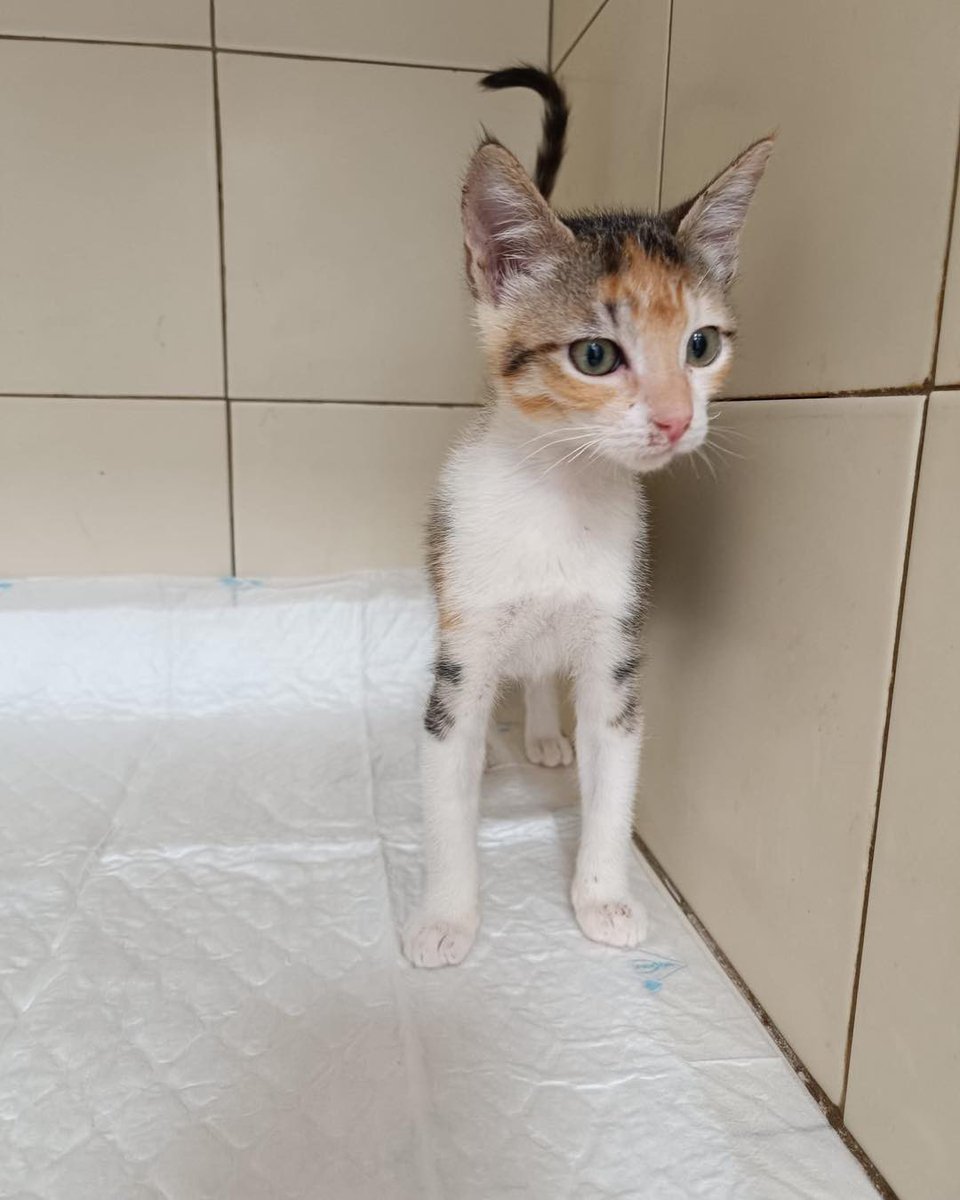 Gatosenadopcio's tweet photo. Esta pequeña el lunes se queda sola 😞 los 2 hermanos tienen familias que les espera pero por ella no pregunta nadie 😓 ( nacida 20/8/23)
Quieres aplicar la familia ? 
Está en valencia 617575548 ( solo Wasap) https://t.co/pUYcIbSdSK