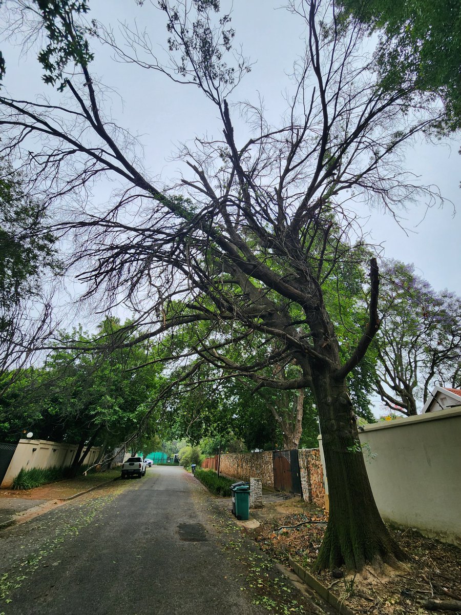 TreeWorks 0118848088 tweet media