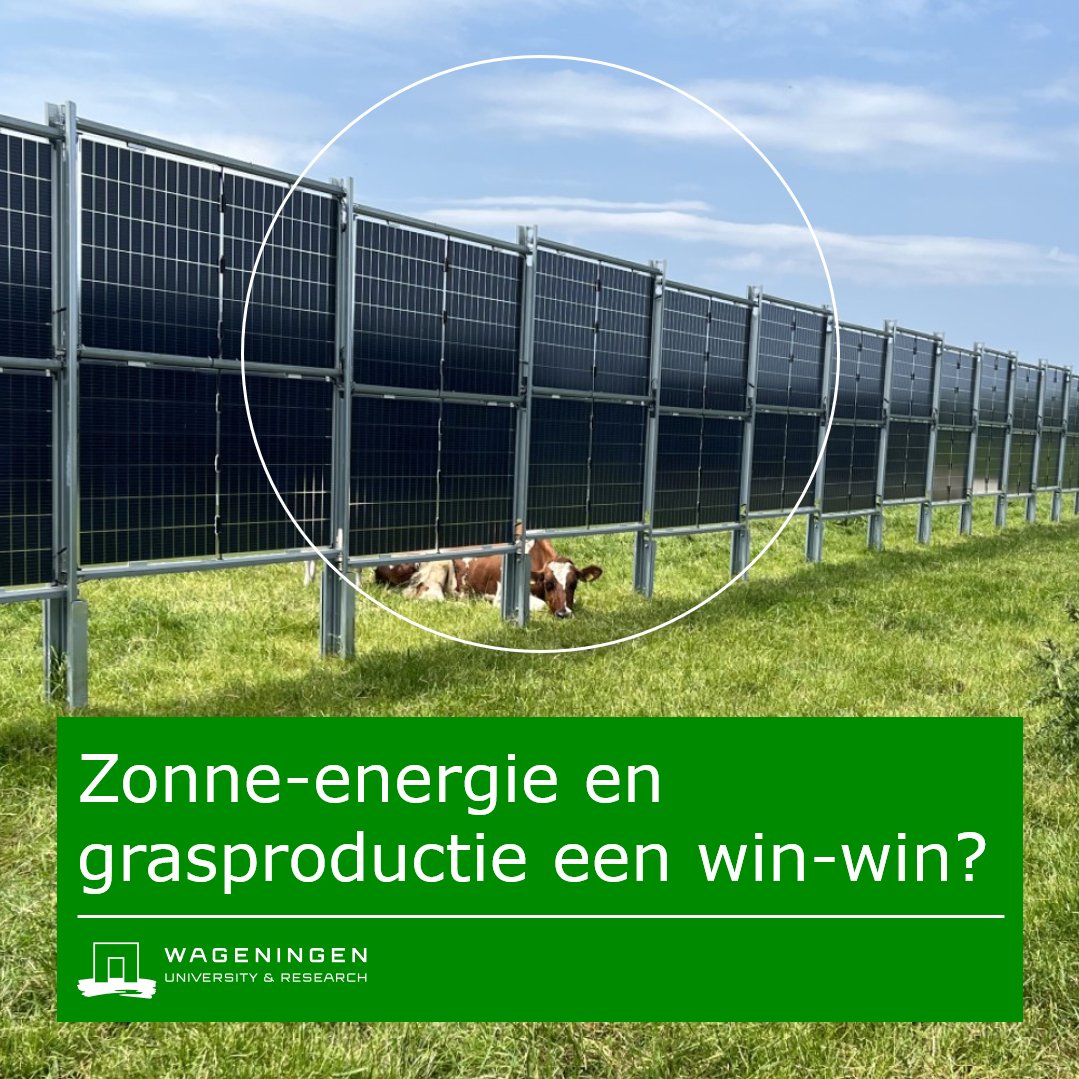 #Zonnepanelen ☀️🔋 | SolarMilk: nieuw onderzoek naar het opwekken van zonne-energie op grasland van de melkveehouder. wur.nl/nl/onderzoek-r…